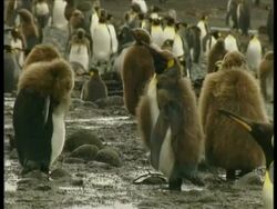 MS young King Penguins, Aptenodytes patagonicus, preening themselves, Antarctica Stock Footage