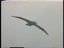 MS Albatross soaring over water, snowy landscape in background, Antarctica Stock Footage