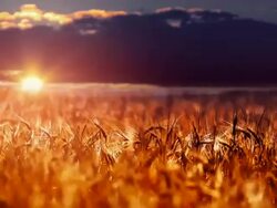Wheat field and sunset Stock Footage