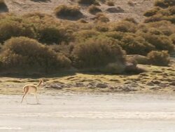 WS TS Shot of Altiplano Puna grassland in Andes mountains with Vicugna running on ground / San Pedro de Atacama, Norte Grande, Chile  Stock Footage