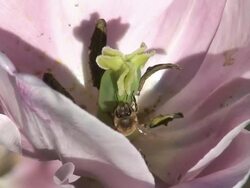 Bee on Tulip Stock Footage