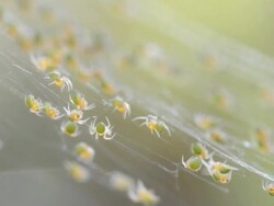 Newborn Spiders Stock Footage