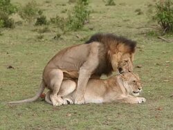 MS Male and female lion mating / National Park, Africa, Kenya Stock Footage