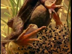 Underwater shot of Common frogs  (Rana temporaria) mating, small fish swim by Stock Footage