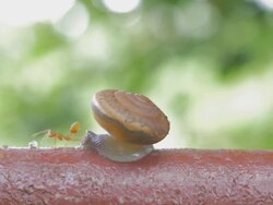 Moving snail Stock Footage