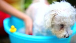 dog washing in a basin Stock Footage
