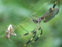 Spider attack Stock Footage