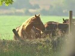 Horses grazing in a Nebraska field News Clip