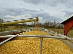 MS Truck almost filled as spout filling truck with corn in field / Chelsea, Michigan Stock Footage