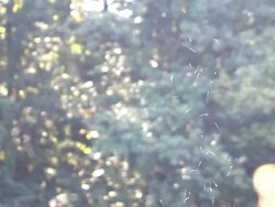 Mosquito swarm Stock Footage