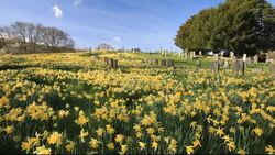 Wild Daffofils growing in Troutbeck Church grave yard in the Lake District National Park, Cumbria, UK. Stock Footage