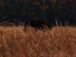 Buffalo in Field Stock Footage