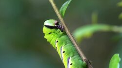 Caterpillar Close Up Stock Footage