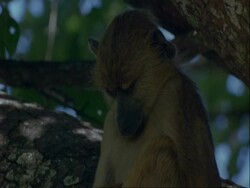 CU Baboon sitting asleep, Tanzania Stock Footage