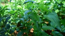 Leaf Mulberry Stock Footage