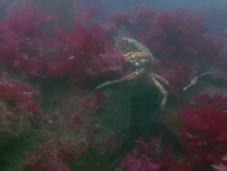 Spider Crab Stock Footage