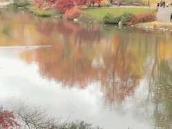 WS TU SLO MO View of duck pond and autumn trees in Central Park / New York City, New York, USA. Stock Footage