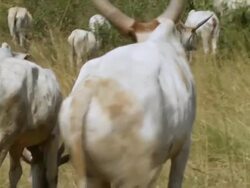 MS Shot of herd of cattle walking / Juba, Central Equatoria, Sudan  Stock Footage