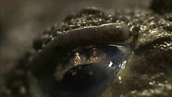 A frog opens its eye. Stock Footage