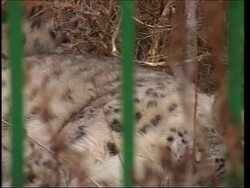 Rare snow leopards under threat from poaching News Clip