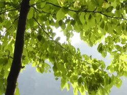 HD: Reflection Of Sunlight On Tree Leaves Stock Footage