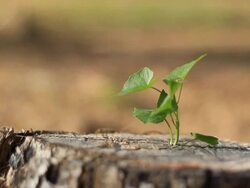 Sprout on a stump new life Stock Footage