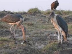 marabou stork Stock Footage