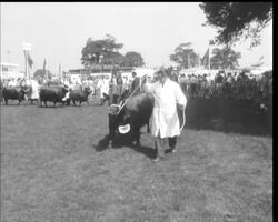 ROYAL SHOW News Clip