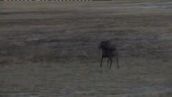 South Africa's luxury steam train celebrates 21st birthday News Clip