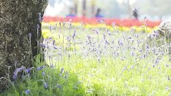 Green Lizard on tree in garden eating bee Stock Footage