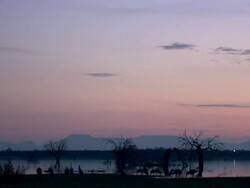 European Cranes (Grus grus) silhouetted on lake shore, North East Extremadura in Dehesa. Stock Footage