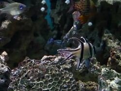 fish in large aquarium Stock Footage