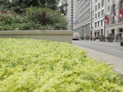 LA on urban garden in Chicago, pan to traffic Stock Footage