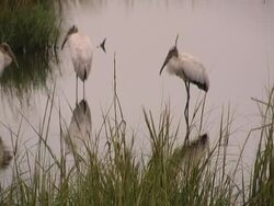 Woodstorks in tree Stock Footage