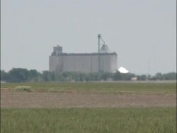 MS green wheat field blowing in wind, large grain store on horizon, Heat haze, USA Stock Footage