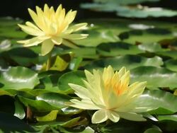 Two Yellow lotus with bees Stock Footage