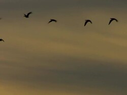 Bird in Flight Stock Footage