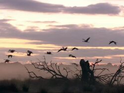 European Cranes (Grus grus) departing lake shore, North East Extremadura in Dehesa. Stock Footage