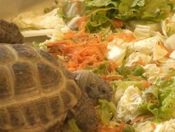 Turtles eating Stock Footage