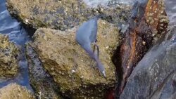 Blue Heron Standing on a Barnacle-Covered Boulder Finding Food While the Water Cascades Around Him Stock Footage