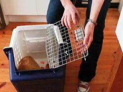 Cat going into pet carrier Stock Footage