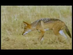 MS Pan left, Jackal walking through grassland, Botswana Stock Footage