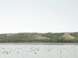 Ducks swim on a lake Stock Footage