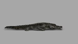 Crocodile Attack with Alpha Channel (Loopable) Stock Footage