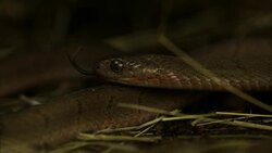 An egg eater snake flicks its tongue. Stock Footage