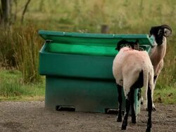 SWALEDALE SHEEP AND ROAD GRIT BIN Stock Footage