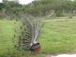 Peacock Turning in a Full Circle Stock Footage