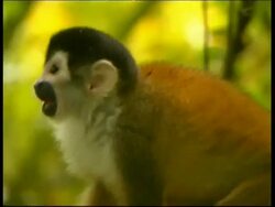 Squirrel monkey, Saimiri sp, leaping from branch to branch in the forest, CU, Panama, Central America Stock Footage