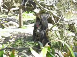 Mandril (NTSC) Stock Footage