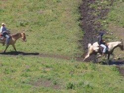 MS AERIAL Shot of walking Pony Trekkers / Wyoming, United States Stock Footage